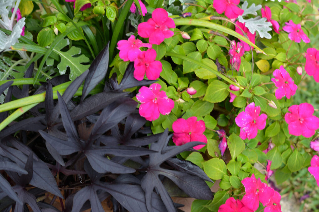 zoomed in view of pot with pink flowers with purple potato vine plant