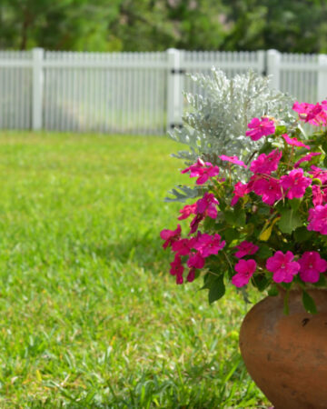 flower pot with flowers in yard with a white gate in the distance