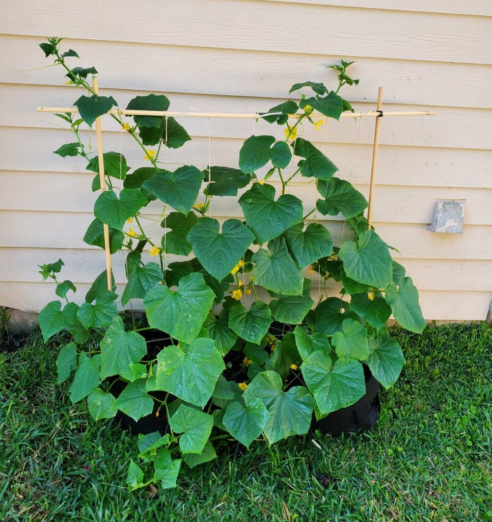 cucumber vine plant with supports