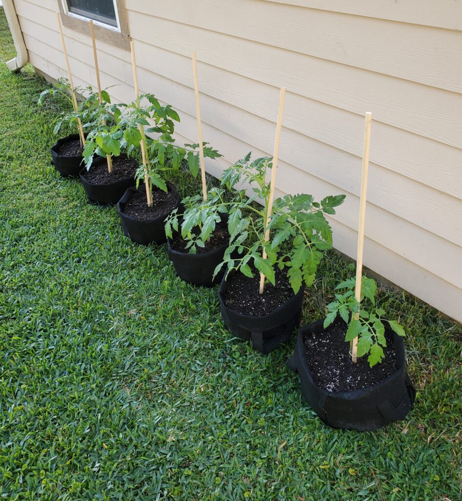 Six tomato plants with supports in garden bags