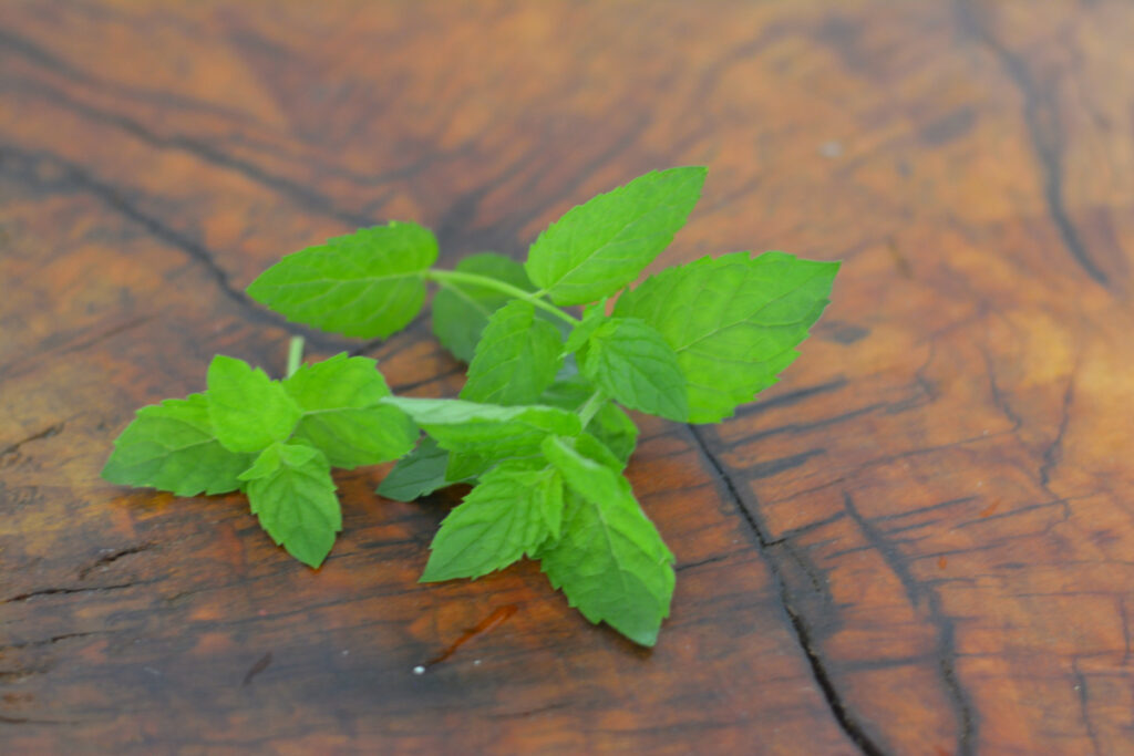 Fresh mint on wooden table